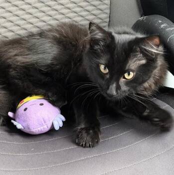 Paul CM 1/26 -  Domestic Long Hair and Bombay Cat for Adoption - Paul CM 1/26 | PetCurious
