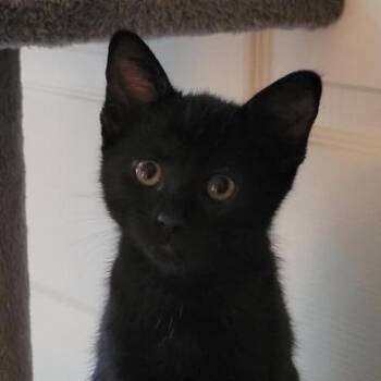 Buttons -  Bombay Cat for Adoption in Liverpool, Texas - Buttons | PetCurious