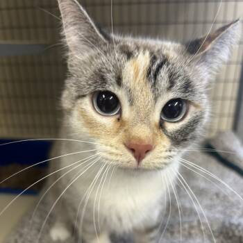 Rescue Domestic Short Hair Cats for Adoption in Medford, Oregon - Meadow | PetCurious