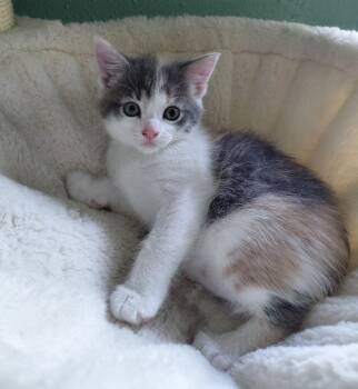 Portobello -  Domestic Short Hair Cat for Adoption in Montello, Wisconsin - Portobello | PetCurious