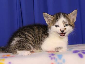 Chip -  Domestic Short Hair Cat for Adoption in Reynoldsburg, Ohio - Chip | PetCurious