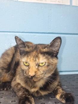 Rescue Domestic Short Hair Cats for Adoption in Moultrie, Georgia - Salem | PetCurious