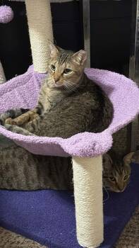 Domestic Short Hair Cats Available for Adoption - Sammy | PetCurious