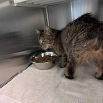 Manx and Domestic Short Hair Cats Available for Adoption in Norman, Oklahoma - Rue | PetCurious