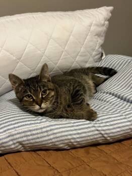 Russella -  Domestic Short Hair Cat for Adoption in Ferndale, Michigan - Russella | PetCurious