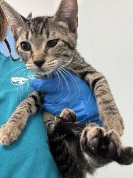 Fred -  Domestic Short Hair Cat for Adoption - Fred | PetCurious