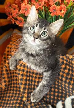 5/6/26  Hawthorn -  Domestic Short Hair Cat for Adoption in Stillwater, Oklahoma - 5/6/26  Hawthorn | PetCurious