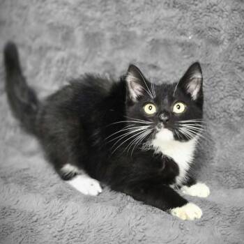 Domestic Short Hair Cats Available for Adoption - Parrot | PetCurious