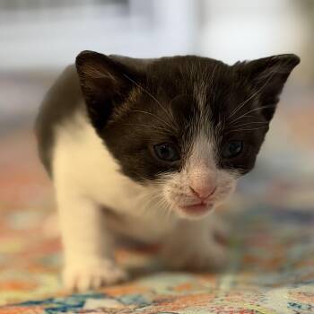 Velma -  Domestic Short Hair Cat for Adoption in Denver, Colorado - Velma | PetCurious