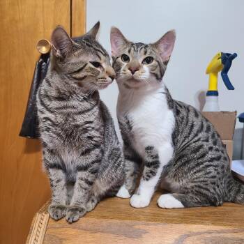 Marco and Polo -  Domestic Short Hair Cat for Adoption in Guelph, Ontario - Marco And Polo | PetCurious