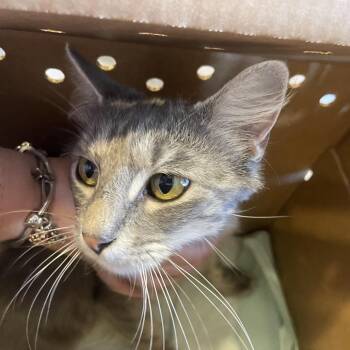 S63862 -  Domestic Medium Hair Cat for Adoption in Newark, New Jersey - S63862 | PetCurious