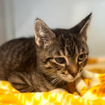 Floatie -  Domestic Short Hair Cat for Adoption in Wheeling, Illinois - Floatie | PetCurious