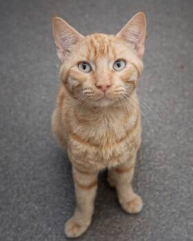 Bashful -  Domestic Short Hair Cat for Adoption in Boone, Iowa - Bashful | PetCurious