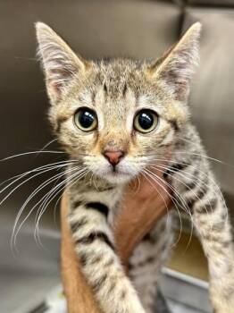Regigigas -  Domestic Short Hair Cat for Adoption in Wichita, Kansas - Regigigas | PetCurious