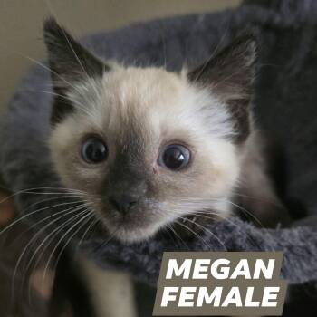Megan -  Domestic Short Hair Cat for Adoption in Myrtle Beach, South Carolina - Megan | PetCurious