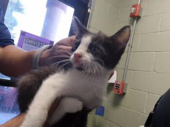 LOUISE -  Domestic Short Hair Cat for Adoption in Tulsa, Oklahoma - LOUISE | PetCurious