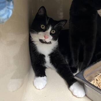Minerva -  Tuxedo and Domestic Short Hair Cat for Adoption in Clarksville, Virginia - Minerva | PetCurious