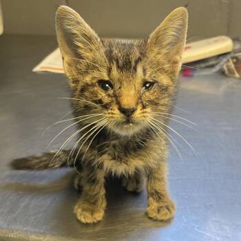 TUSC-Stray-85053 -  Domestic Short Hair Cat for Adoption in Tuscaloosa, Alabama - TUSC-Stray-85053 | PetCurious