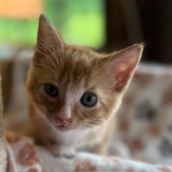 Domestic Short Hair Cats Available for Adoption in Madison, Wisconsin - PB & J | PetCurious
