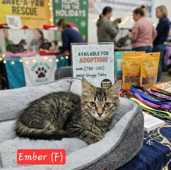 Ember -  Domestic Medium Hair Cat for Adoption in Ephrata, Washington - Ember | PetCurious