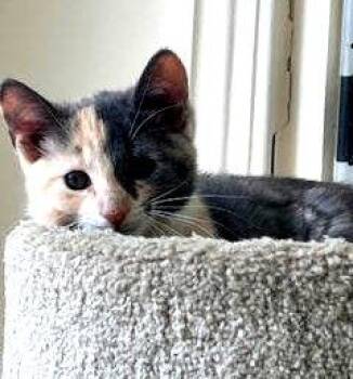 Marigold (FCID# 07/28/2026 - 11) KDC -  Dilute Tortoiseshell Cat for Adoption in Greenville, Delaware - Marigold (FCID# 07/28/2026 - 11) KDC | PetCurious