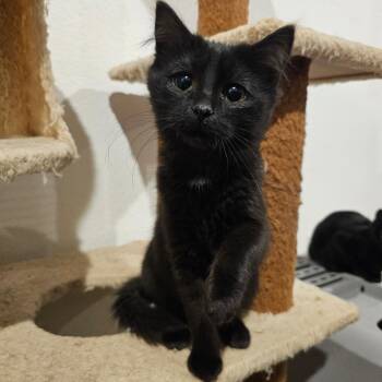 Domestic Short Hair Cats Available for Adoption in Bismarck, North Dakota - Gretchen | PetCurious