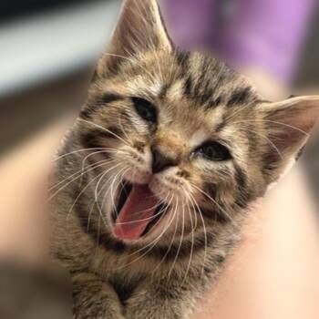 Warren -  Domestic Short Hair Cat for Adoption in Cumming, Georgia - Warren | PetCurious
