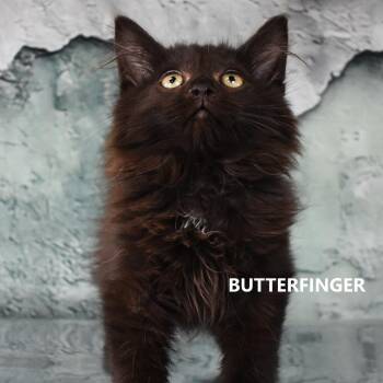 Domestic Long Hair Cats Available for Adoption - Butterfinger | PetCurious