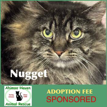 Domestic Long Hair Cats Available for Adoption in Winchendon, Massachusetts - Nugget | PetCurious