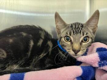 Tommy Salami -  Domestic Short Hair Cat for Adoption in Westland, Michigan - Tommy Salami | PetCurious