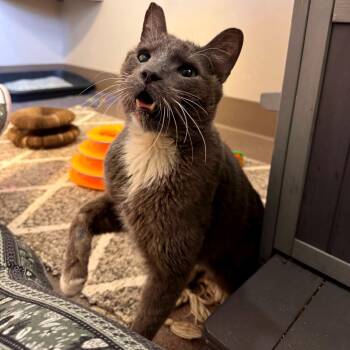Roy G Biv -  Domestic Short Hair Cat for Adoption in Los Angeles, California - Roy G Biv | PetCurious
