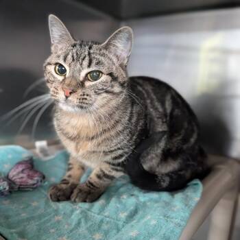 Domestic Short Hair Cats Available for Adoption - Cypress | PetCurious