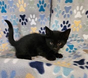 DJ -  Domestic Short Hair Cat for Adoption in Wabash, Indiana - DJ | PetCurious