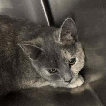 Domestic Short Hair Cats Available for Adoption in Corbin, Kentucky - Kinzie | PetCurious