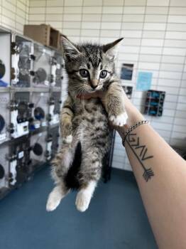 DELCATTY -  Domestic Short Hair Cat for Adoption in Pearland, Texas - DELCATTY | PetCurious
