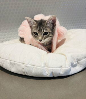 Rescue Domestic Short Hair Cats for Adoption in Fairview Beach, Virginia - Piper | PetCurious