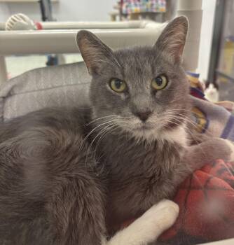 Rescue Domestic Short Hair Cats for Adoption in Richland Center, Wisconsin - Carlo | PetCurious