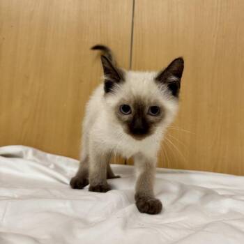 Elvis Purrsley -  Siamese and Domestic Short Hair Cat for Adoption in Brentwood, Missouri - Elvis Purrsley | PetCurious