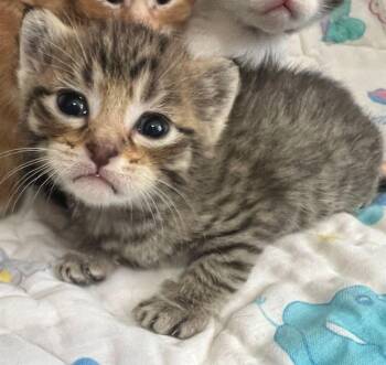 Tempo -  Domestic Short Hair Cat for Adoption in Mcpherson, Kansas - Tempo | PetCurious