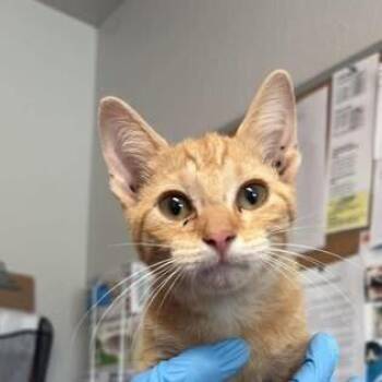 Cider -  Domestic Short Hair Cat for Adoption in Bolivar, Missouri - Cider | PetCurious