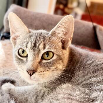 Betty -  Domestic Short Hair Cat for Adoption in Liverpool, Texas - Betty | PetCurious