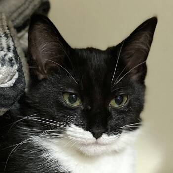 Rescue Domestic Short Hair Cats for Adoption in Victor, New York - JoJo | PetCurious