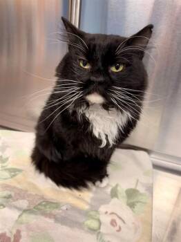 BROCK -  Domestic Short Hair Cat for Adoption in Minneapolis, Minnesota - BROCK | PetCurious