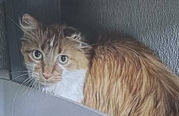Javy -  Domestic Long Hair Cat for Adoption in Fort Madison, Iowa - Javy | PetCurious