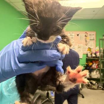 Domestic Short Hair Cats Available for Adoption in Philadelphia, Pennsylvania - Alex | PetCurious
