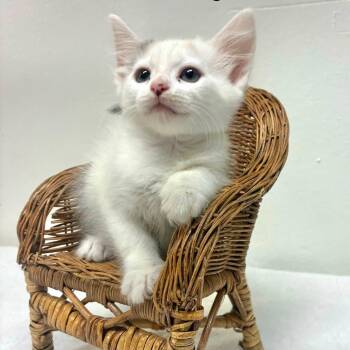 Dolly Parton -  Domestic Medium Hair Cat for Adoption in Las Vegas, Nevada - Dolly Parton | PetCurious