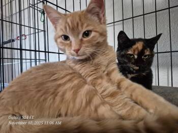 Rescue American Shorthair Cats for Adoption in Thompson Falls, Montana - Marmalade | PetCurious