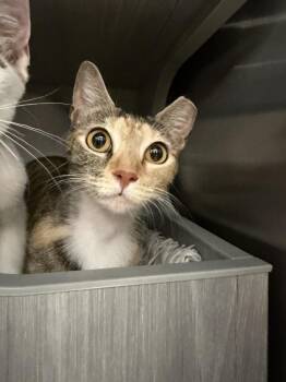 Celestia -  Domestic Short Hair Cat Available for Adoption in Alafaya, Florida - Celestia | PetCurious