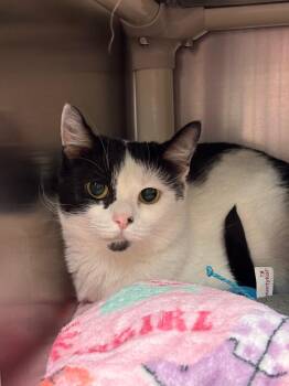 Domestic Short Hair Cats Available for Adoption in Johnson City, Tennessee - Luna (Coldwater) | PetCurious