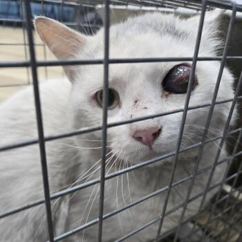 Domestic Short Hair Cats Available for Adoption in Newark, New Jersey - Peter | PetCurious